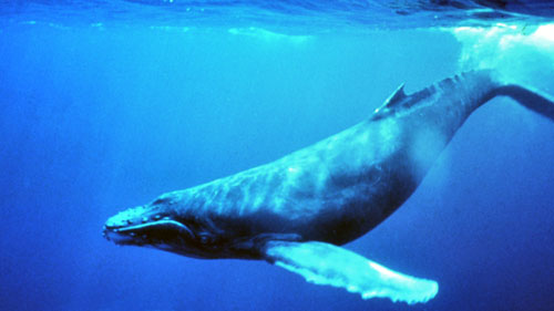 Ballena azul