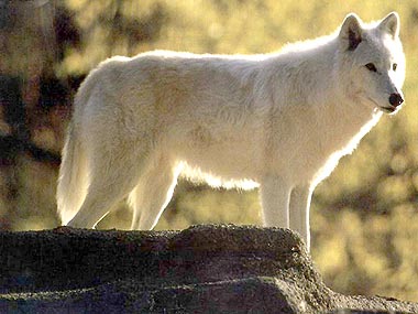 Lobo Blanco