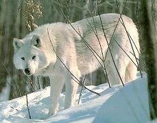 Lobo Blanco