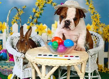Perro en Pascua
