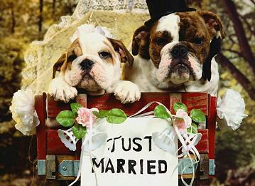 Perros casados