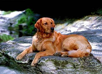 Perro en la montaña