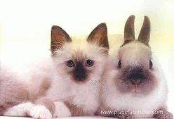 Gato y conejo