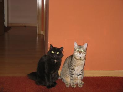 &Agrave;gatha y Mao